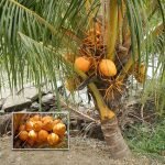 dxt dwarf orange coconut sapling