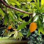 Egg Fruit / Muttapazham (Seedling) Fruit Plant - Image 2