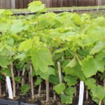 Grape / Munthiri (Layer) Fruit Plant - Image 4