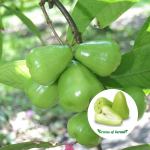 green thai chamba plant