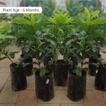 kg-guava-perakka-live-fruit-plant