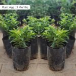 guava perakka chinese seedling