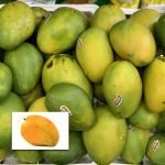 himapasanth live mango plant