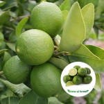 indian market lemon plant