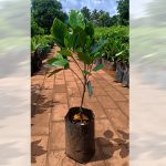 Jackfruit (Malaysian J-33, Budded) Fruit Plant - Image 2