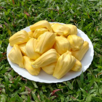 Jackfruit (Malaysian J-33, Budded) Fruit Plant - Image 4