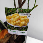 Jackfruit (Malaysian J-33, Budded) Fruit Plant - Image 5