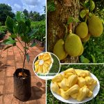 words sweetest jackfruit j33 plant sale