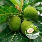 kadachakka breadfruit plant sale