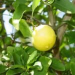 Lemon / Cherunaranga (Market Lemon, Layer) Fruit Plant - Image 5