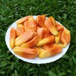 Jackfruit (Sindoor Varikka, Budded) Fruit Plant | Kerala Variety - Image 4