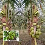 live kerasee coconut plant