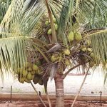 Coconut Tree / Thengu (Kerasree) Hybrid Seedling - Image 3