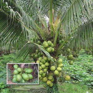kerala special coconut tree