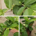 kg-guava-perakka-live-fruit-plant