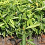 Malabar Tamarind / Kudampuli (Graft) Fruit Plant - Image 4