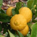 Cherunaranga / Lemon (Seedless, Layer) Fruit Plant - Image 5