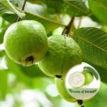 lucknow49 guava plant