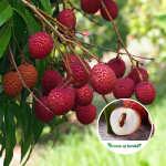lychee Indian fruit plants