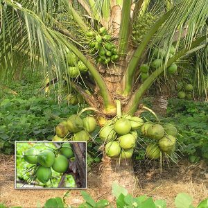 malaysian dwarf coconut tree sapling