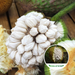 marang fruit plant