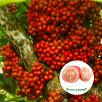 mootty pazham fruit plant sale