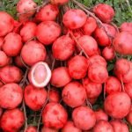 Mootty Fruit (Red, Seedling) Fruit Plant - Image 2