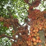 Mootty Fruit (Red, Seedling) Fruit Plant - Image 5