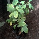 Mootty Fruit (Red, Seedling) Fruit Plant - Image 4