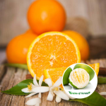 mosambi fruit plant sale