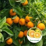 Nagpur orange plant purchase