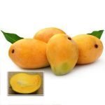 neelam mango live fruiting plants online
