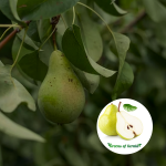 pear fruit plant sale