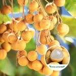 pingpong longan plant