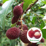 pulasan fruit plant