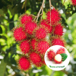 rambutan n18 plant sale