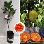 deang-surya-jackfruit-sapling