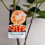 Jackfruit (Red Jack, Bud) Fruit Plant | Deang Surya - Image 5