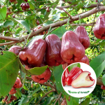 thai red chamba plant
