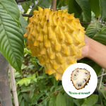 rollinia fruit plant