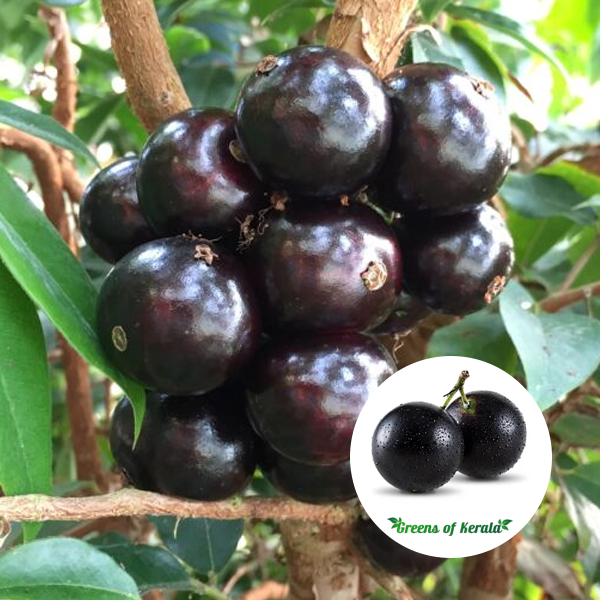 sabara jabuticaba plant