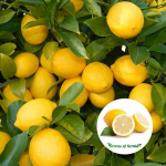 seedless lemon plant sale
