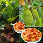 sindoor-jackfruit-plant-sale