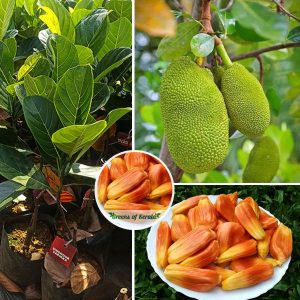 sindoor-jackfruit-plant-sale