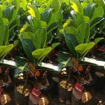Jackfruit (Sindoor Varikka, Budded) Fruit Plant | Kerala Variety - Image 2