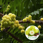 star gooseberry fruit plant sale