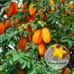 starfruit kamrak carambola fruit plant sale