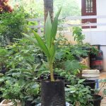 sunnanki-dwarf coconut sapling