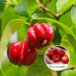 surinam cherry plant sale