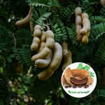 sweet tamarind fruit plant sale